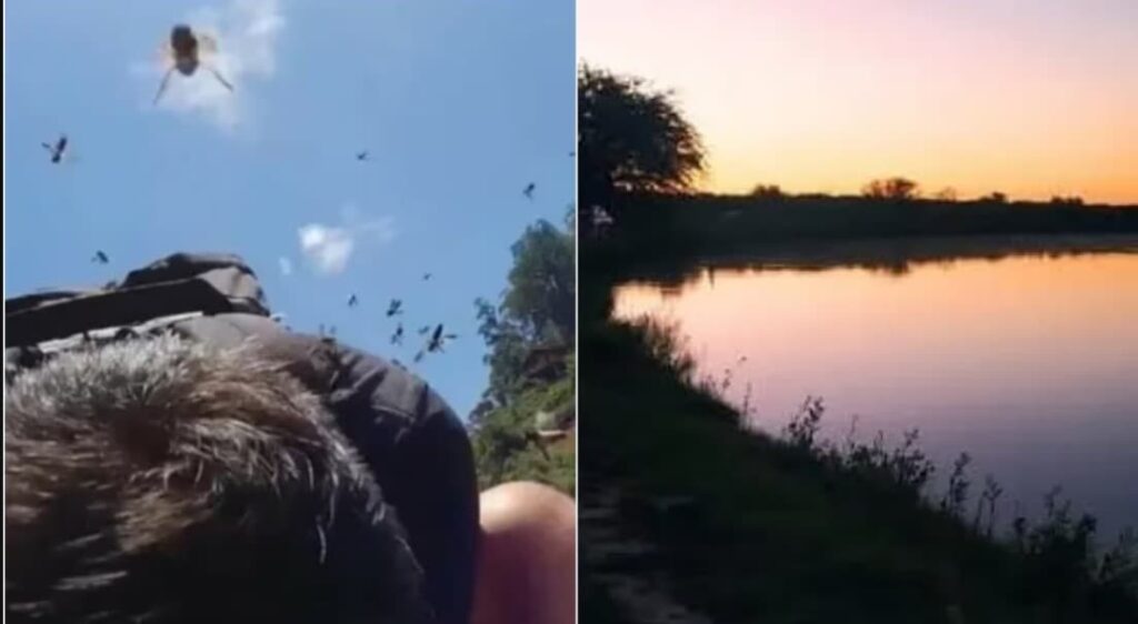 Tres pescadores sufrieron un ataque de abejas, uno de ellos se tiró al río para escapar y está desaparecido