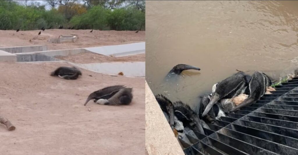 Demandan a Santiago del Estero ante la Corte por el daño ambiental de un canal donde se ahogaron 250 animales